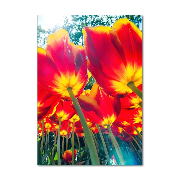 Staand foto plexiglas Rode tulpen