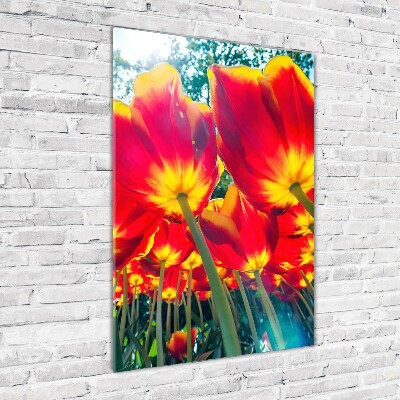 Staand foto plexiglas Rode tulpen