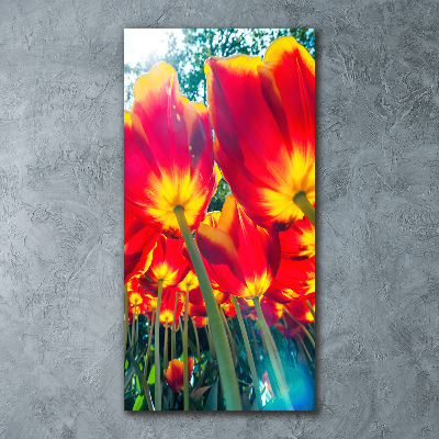 Staand foto plexiglas Rode tulpen