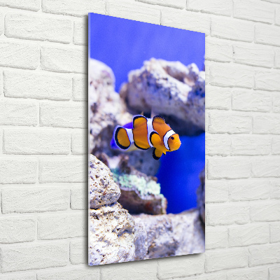 Staand foto in plexiglas Nemo de vis