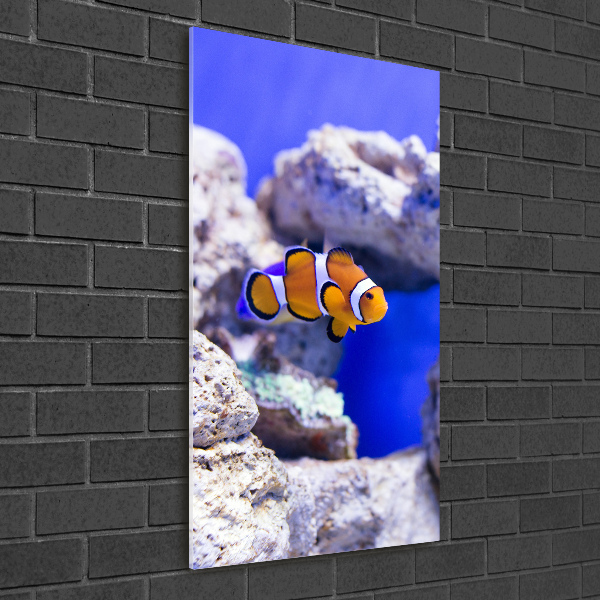 Staand foto in plexiglas Nemo de vis