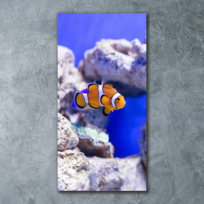 Staand foto in plexiglas Nemo de vis