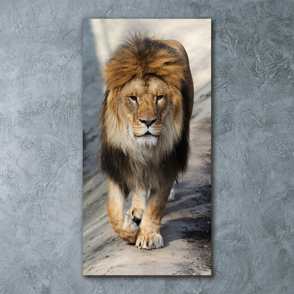 Staand foto plexiglas Leeuw