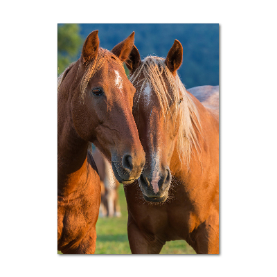 Staand foto op plexiglas Twee paarden