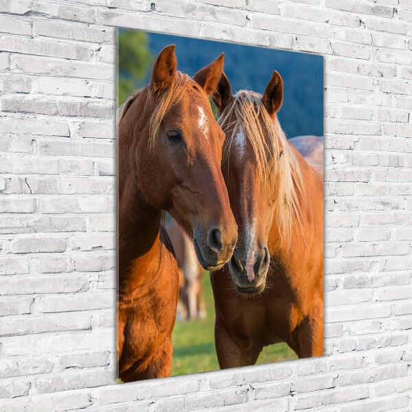 Staand foto op plexiglas Twee paarden