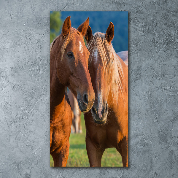 Staand foto op plexiglas Twee paarden
