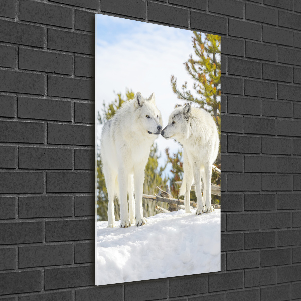 Staand plexiglas foto Twee witte wolven