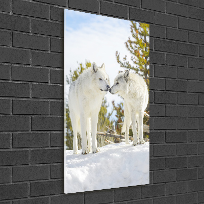 Staand plexiglas foto Twee witte wolven