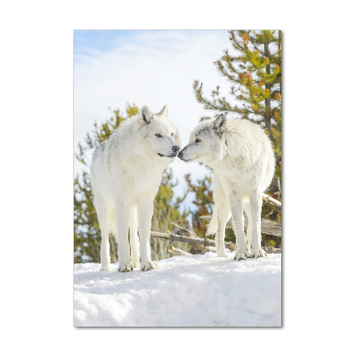 Staand plexiglas foto Twee witte wolven