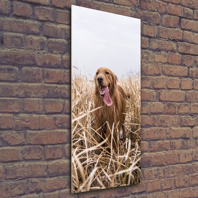 Staand foto in plexiglas Gouden retriever