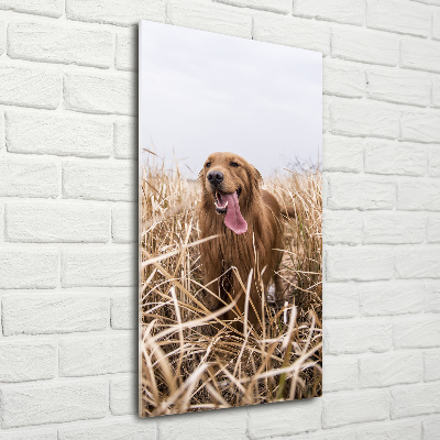 Staand foto in plexiglas Gouden retriever