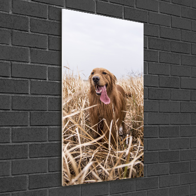 Staand foto in plexiglas Gouden retriever