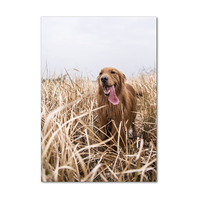 Staand foto in plexiglas Gouden retriever