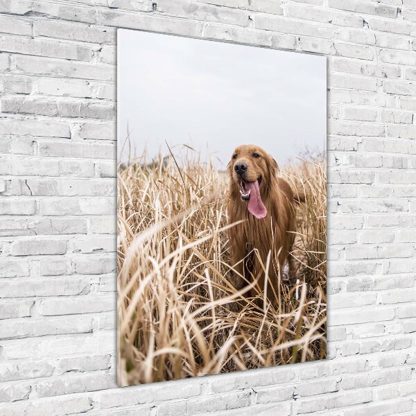 Staand foto in plexiglas Gouden retriever