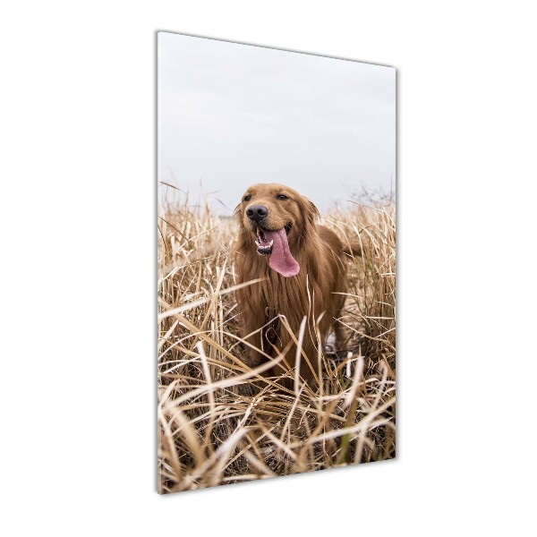 Staand foto in plexiglas Gouden retriever