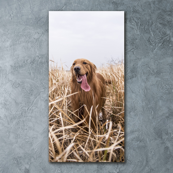 Staand foto in plexiglas Gouden retriever