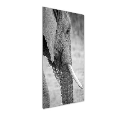 Staand plexiglas foto Olifant