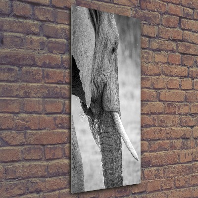 Staand plexiglas foto Olifant