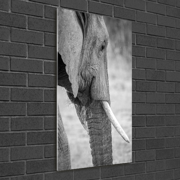 Staand plexiglas foto Olifant