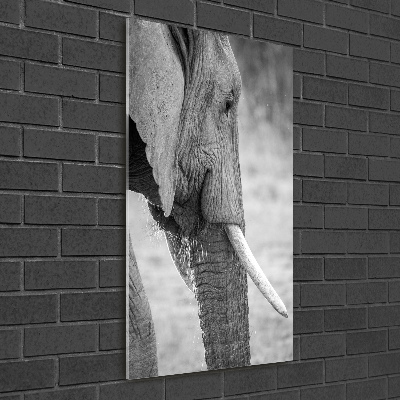 Staand plexiglas foto Olifant