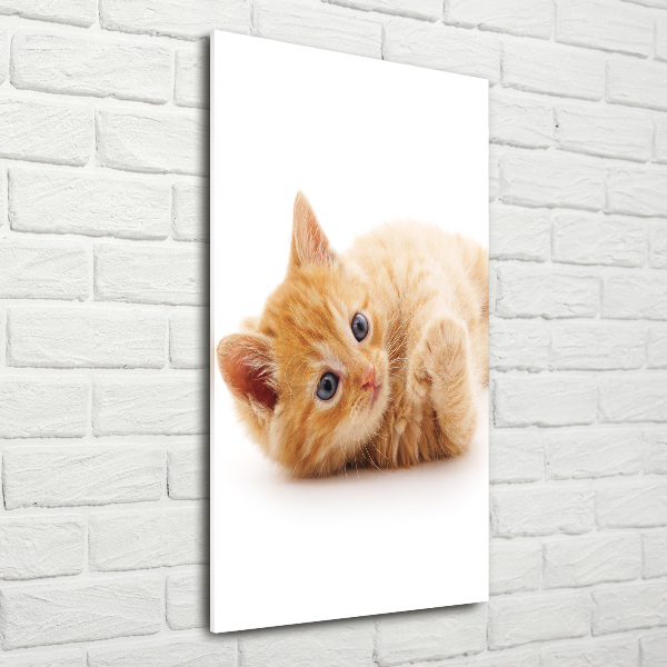 Staand plexiglas foto Kleine rosse kat