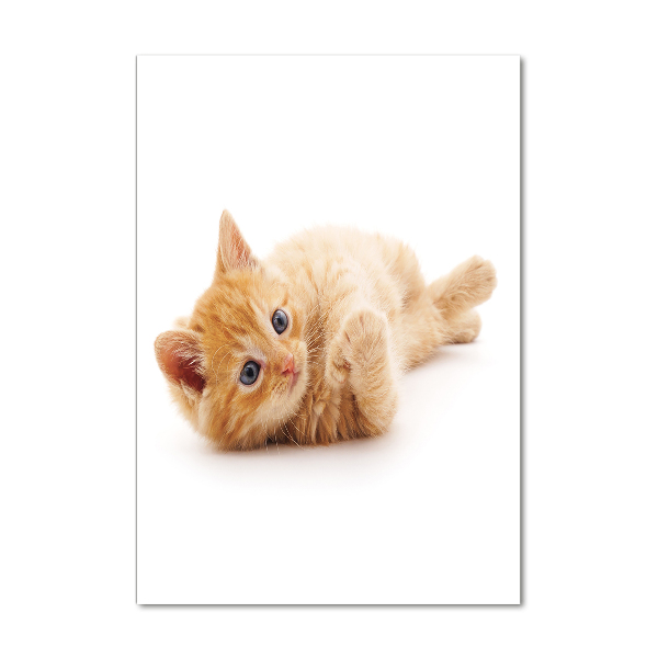 Staand plexiglas foto Kleine rosse kat
