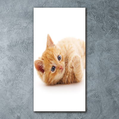 Staand plexiglas foto Kleine rosse kat