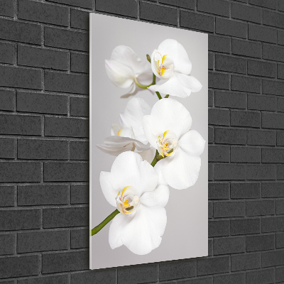 Staand foto plexiglas Witte orchidee