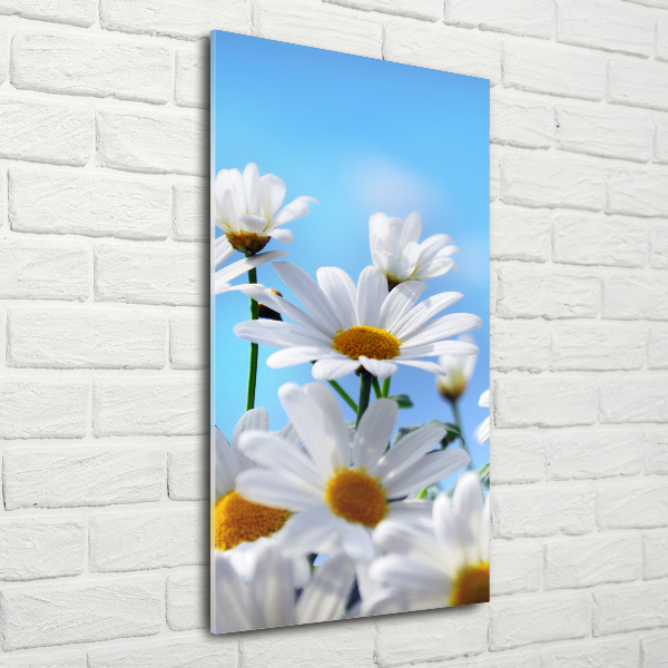 Staand foto in plexiglas Madeliefjes