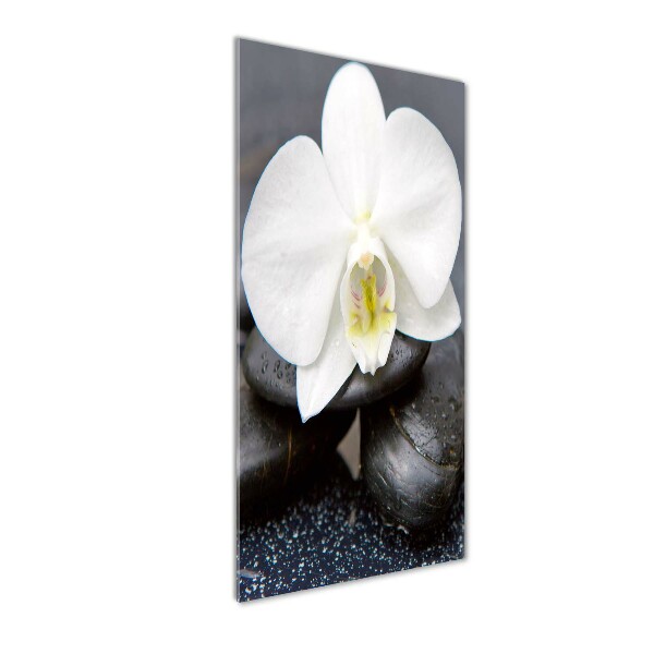Staand foto plexiglas Orchidee en stenen