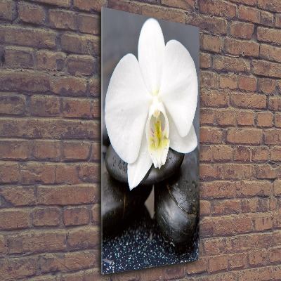 Staand foto plexiglas Orchidee en stenen