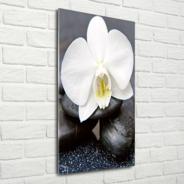 Staand foto plexiglas Orchidee en stenen