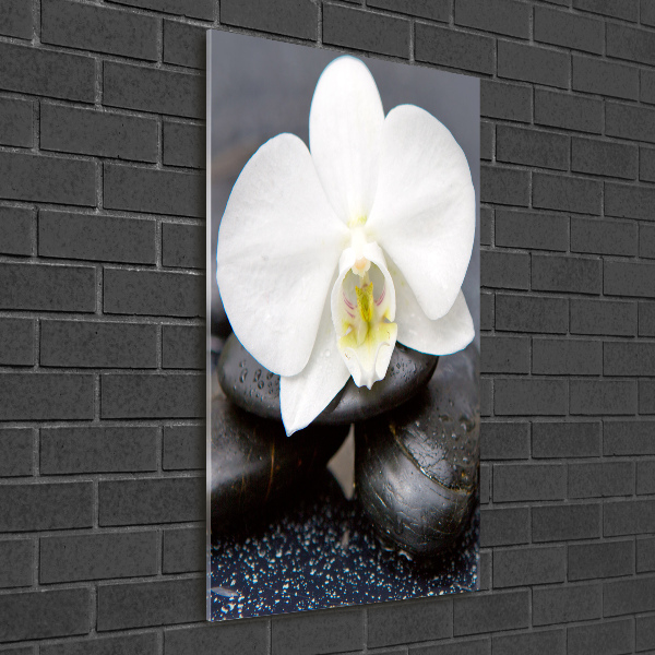 Staand foto plexiglas Orchidee en stenen