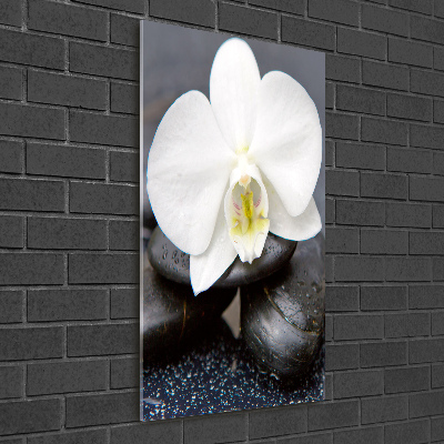 Staand foto plexiglas Orchidee en stenen