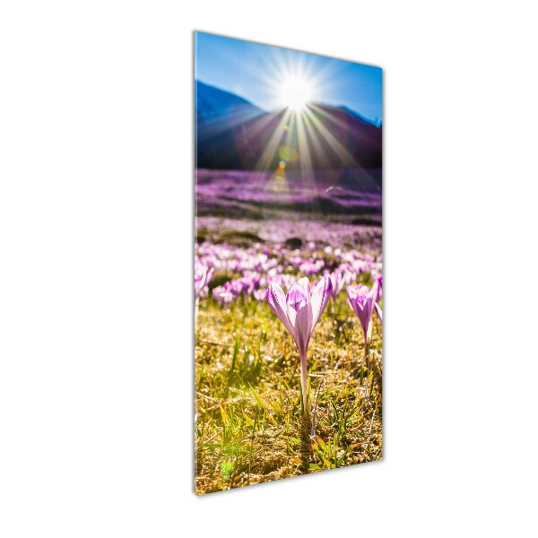 Staand foto op plexiglas Krokussen in de bergen