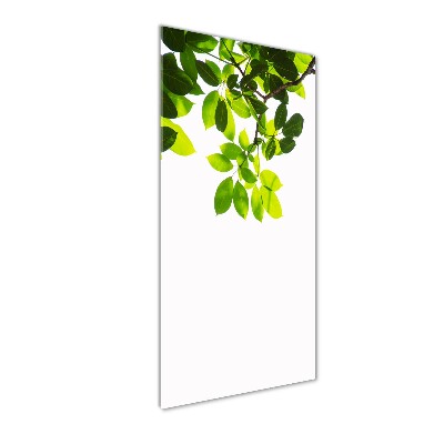 Staand foto op plexiglas Groene bladeren
