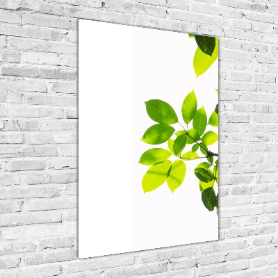 Staand foto op plexiglas Groene bladeren