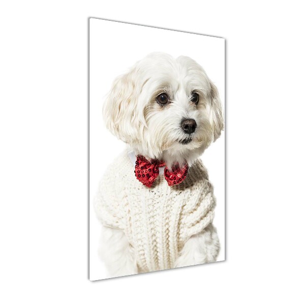 Staand foto plexiglas Maltezer met een vlinderdas