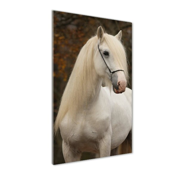Staand foto in plexiglas Wit paard