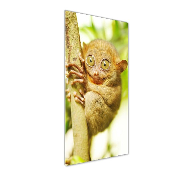 Staand foto plexiglas Spooktarsier