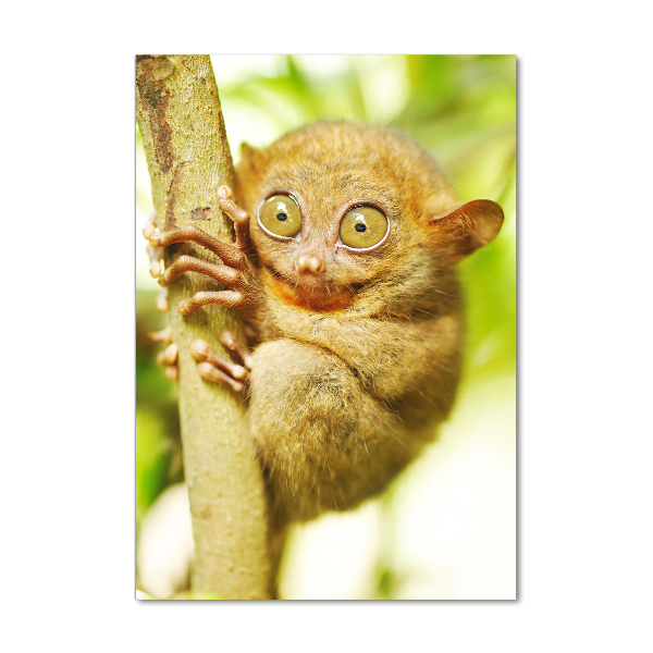 Staand foto plexiglas Spooktarsier