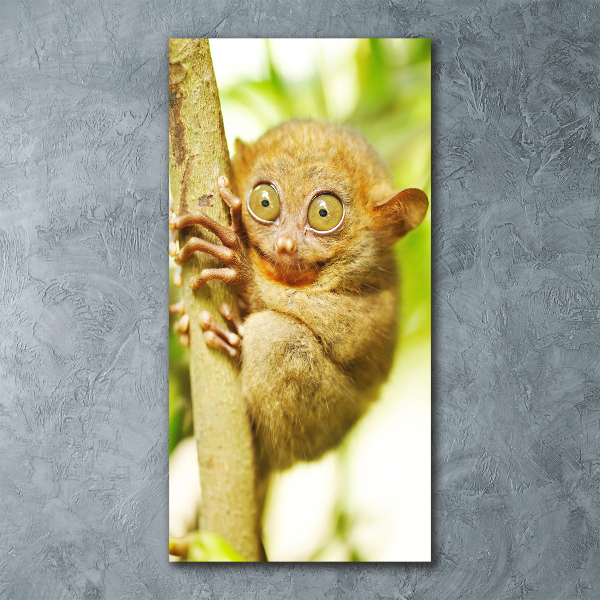 Staand foto plexiglas Spooktarsier