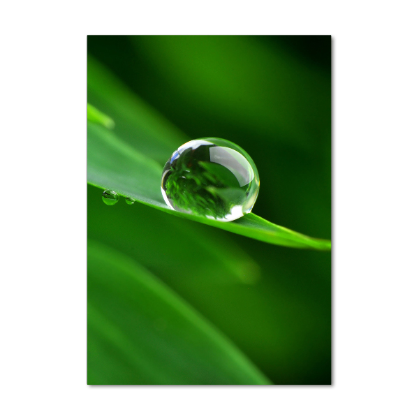 Staand foto op plexiglas Een grassprietje