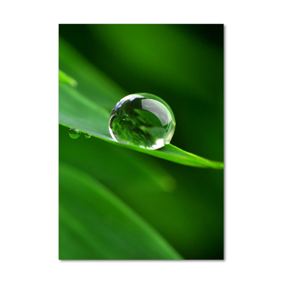 Staand foto op plexiglas Een grassprietje