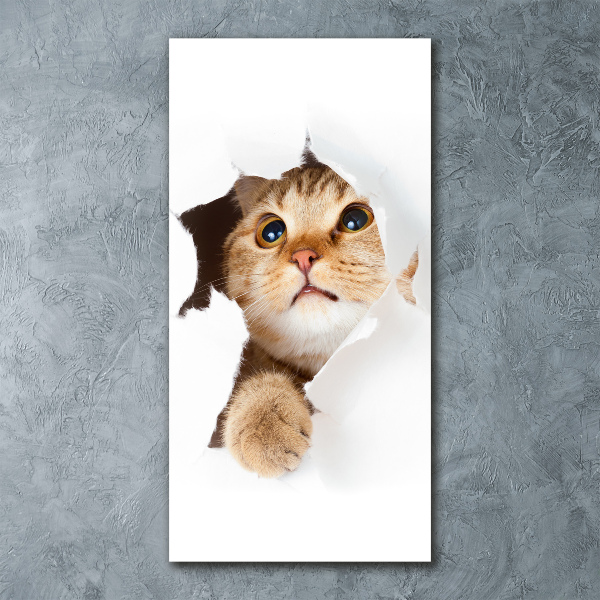 Staand foto op plexiglas Kat