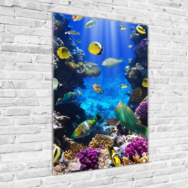 Staand plexiglas foto Koraalrif