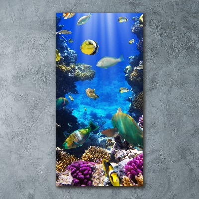 Staand plexiglas foto Koraalrif