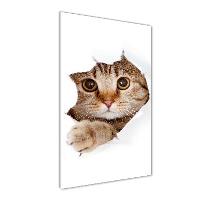 Staand foto in plexiglas Kat