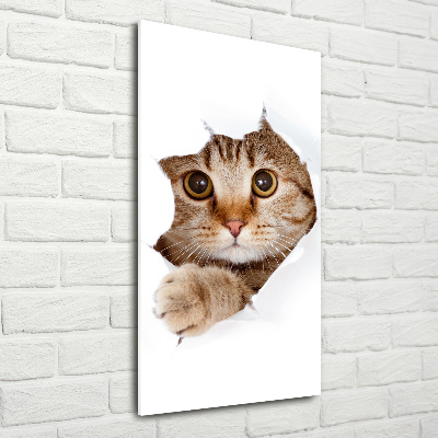 Staand foto in plexiglas Kat