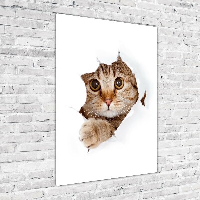 Staand foto in plexiglas Kat
